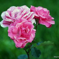 они на радость нам даны :: Олег Лукьянов