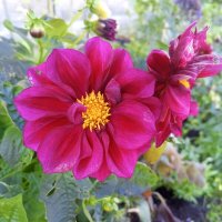 Георгин :: Сапсан 