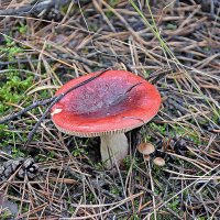 Грибная красота! :: Валентина Нефёдова