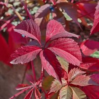 Дикий виноград :: Александр Лычагин Дикий виноград :: Александр Лычагин