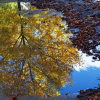 Лужа :: Александр Лычагин