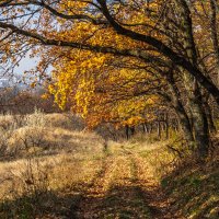 Ноябрь в Краснодарском крае :: Игорь Сикорский