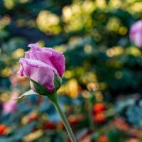 Первые заморозки :: Петр Первые заморозки :: Петр