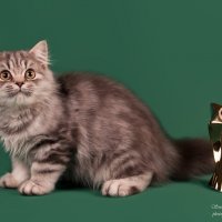 ... :: Светлана Ищенко