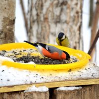 О птичках зимой) :: Татьяна Лютаева