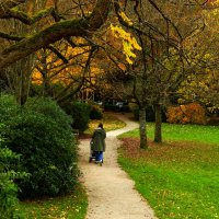Осенние дорожки :: Юрий. Шмаков