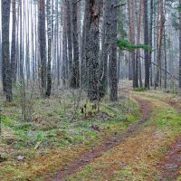Первый день зимы. :: Милешкин Владимир Алексеевич 