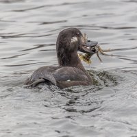 Windows :: юрий макаров