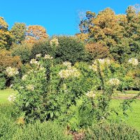 Осенние цветы :: Сапсан 