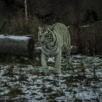 ОСЕНЬ - Бенгальский тигр :: Владимир Максимов