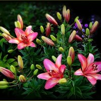 Красотки лилии ... :: Валентина Надсон Красотки лилии ... :: Валентина Надсон