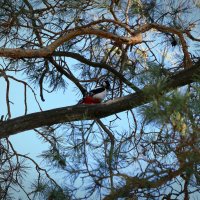 Доктор леса :: Вячеслав Алтай