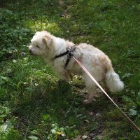 На прогулке... :: Freddy 97