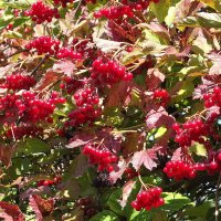 Калина вызрела :: Freddy 97