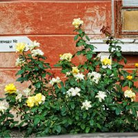 Уголок нашего двора :: Сергей Порфирьев Уголок нашего двора :: Сергей Порфирьев