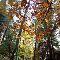 Адлер. Пансионат "Орбита" :: Нина Бутко