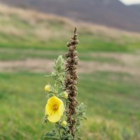 Солнышко.Улыбка природы для нас. :: Ирина