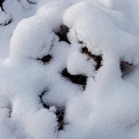 Внезапный снегопад :: tatiana 