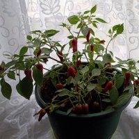 Перчик острый "Дракоша". :: Ирина ***