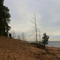 Репино :: Наталья Герасимова