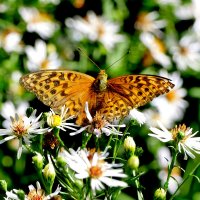 опять про бабочек...127 :: Александр Прокудин