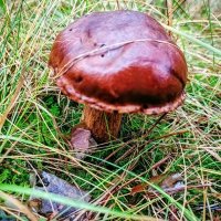 Грибы в декабре. :: Михаил Столяров