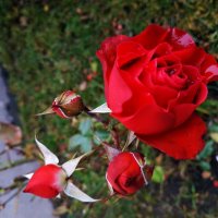 Самая стойкая! :: Андрей Лукьянов Самая стойкая! :: Андрей Лукьянов