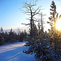 Морозное  утро января в тайге! :: Владимир 