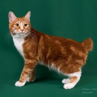 Курильский бобтейл. :: Светлана Ищенко