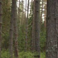 без названия :: fogmeadowww m