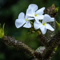 Пахиподиум Ламера. (Сукулент) :: Alexander Amromin