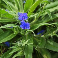 Синяк подорожниковый :: Александр Лычагин