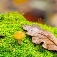 * :: Виталий Емельянов