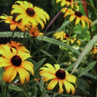 Ещё цветёт рудбекия :: Людмила Смородинская