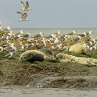 мы с тобой одной крови... :: ИРЭН@ .