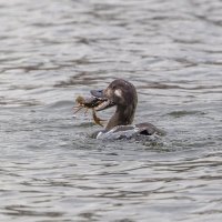 турпан. :: юрий макаров
