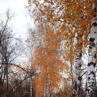 пасмурный октябрьский денёк :: Елена Шаламова