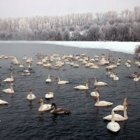 Лебединый заказник на озере Светлое. Алтайский край,Урожайное,Советский район :: елена беликова