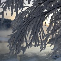 В зимних шубках :: Ольга