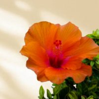 Гибискус. :: Argaman Табашник