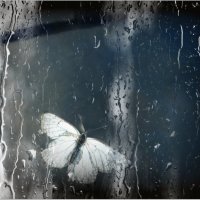 Бабочка за стеклом ... :: Валентина Надсон