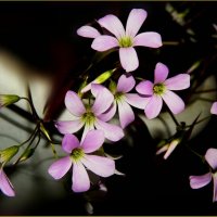 Нежные цветочки ... :: Валентина Надсон