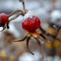 Шиповник в ноябре :: Александр Синдерёв