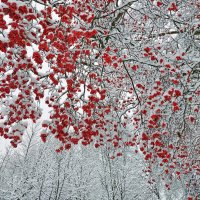 Боярышник в снежный ноябрьский день :: Ирина Румянцева