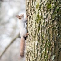 Блондинка. :: Владимир Безбородов