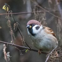 * :: Владимир Безбородов