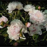 Нежные пионы :: Натала ***