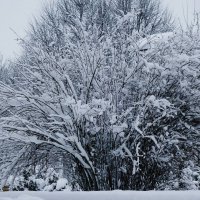 Снежный ноябрь :: Рита Симонова