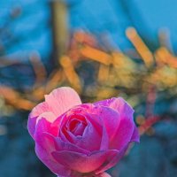 розовая роза :: Giant Tao /