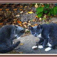 КОТИКИ :: Владимир Кроливец